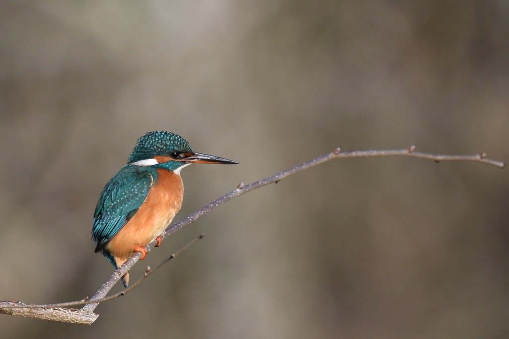 DSC_6418.JPG