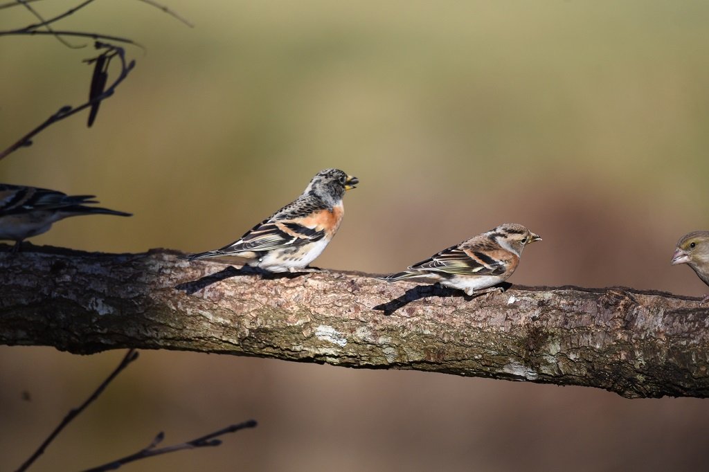 DSC_6447.JPG