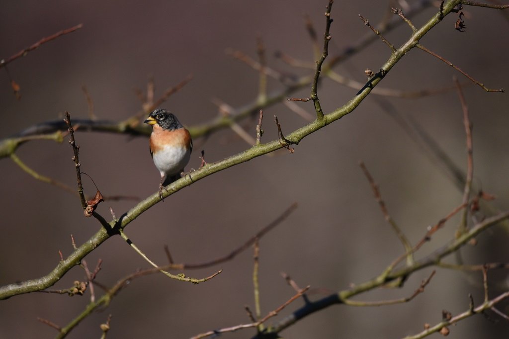 DSC_7055.JPG