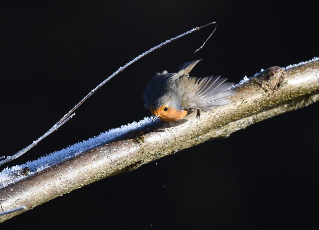 DSC_7288.JPG