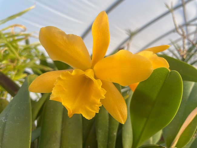 Cattleya