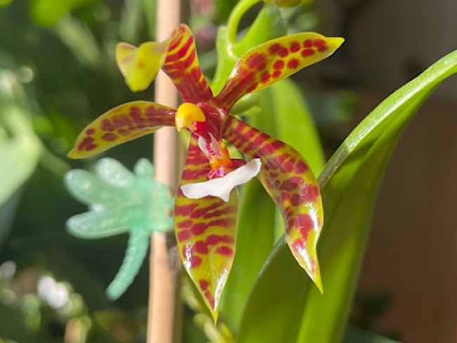 Phalaenopsis deceptrix x bornensis