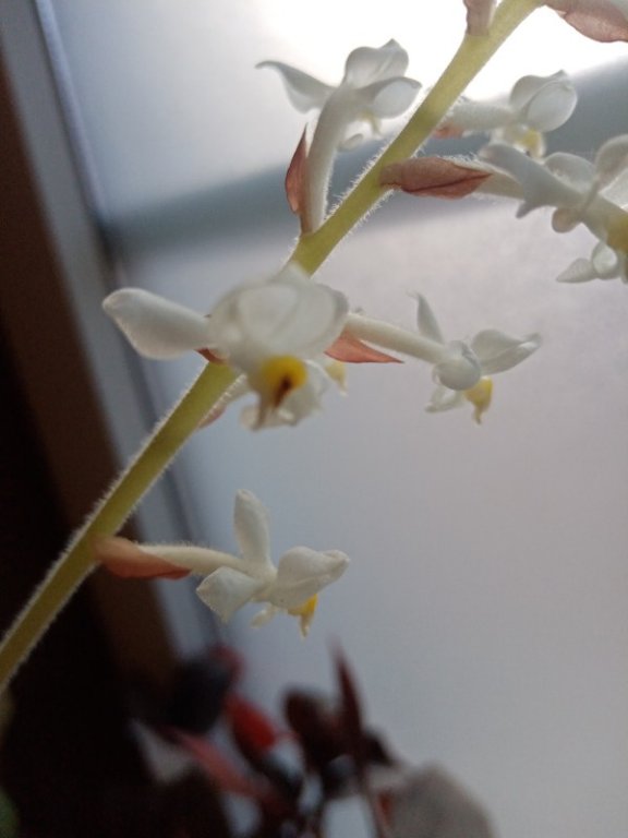 Orchid Jewel 2022.jpg