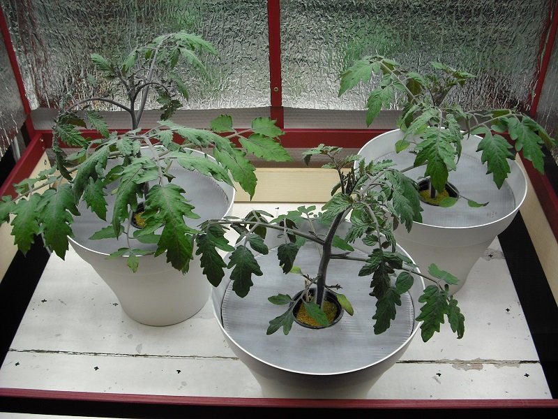 Tomates 15 fév.jpg