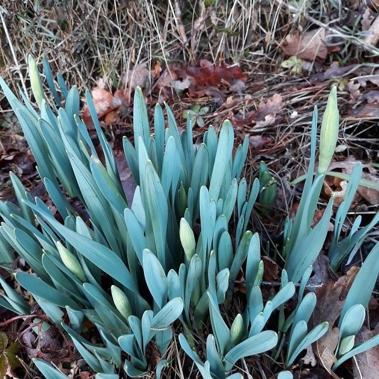 jonquilles.jpg