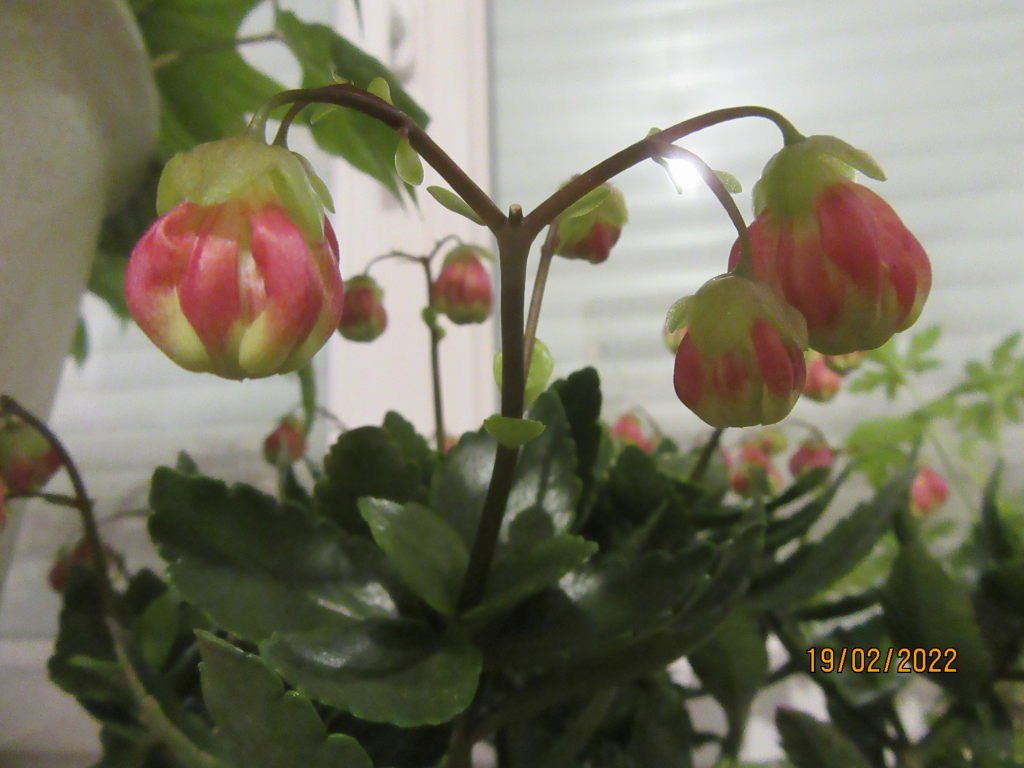 nouv kalanchoe.jpeg