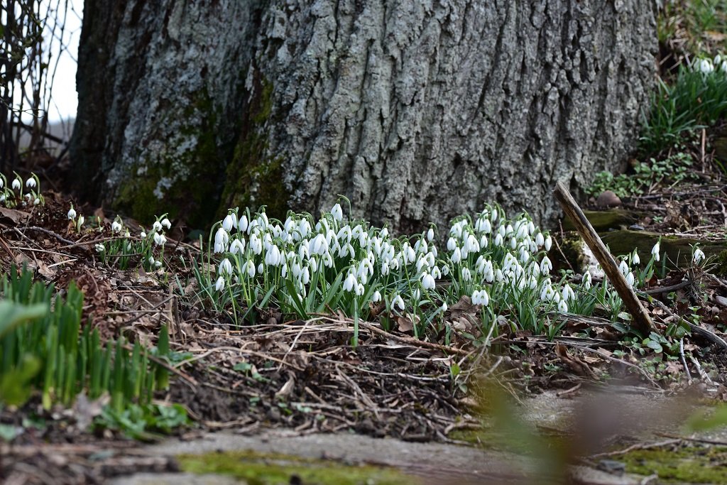 DSC_6479.JPG