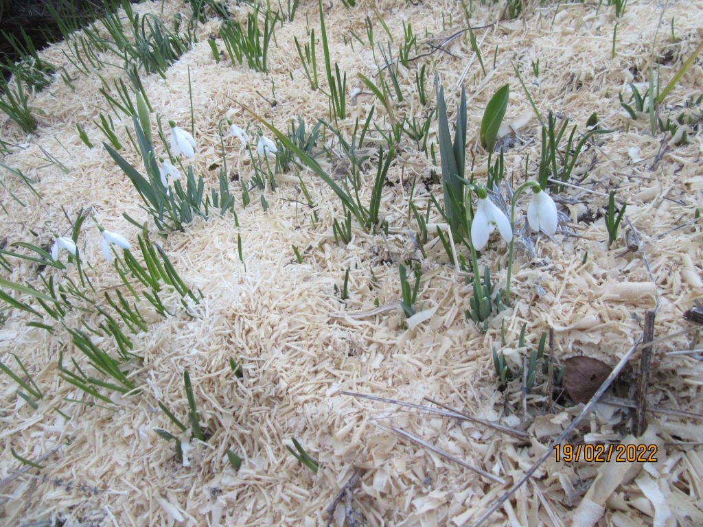 perce neige.jpeg