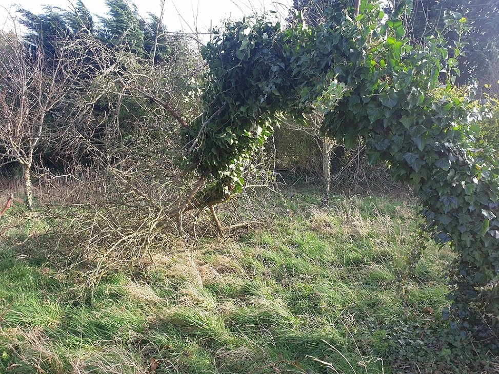 220218 reine-claude tombé.jpg