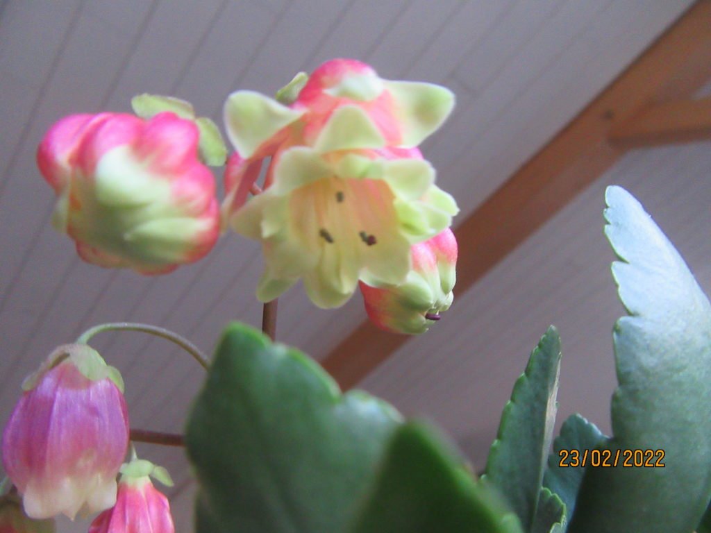 nouv kalanchoe1.jpeg