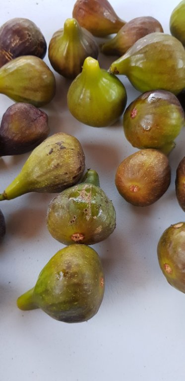 figues petites 2022r.jpg