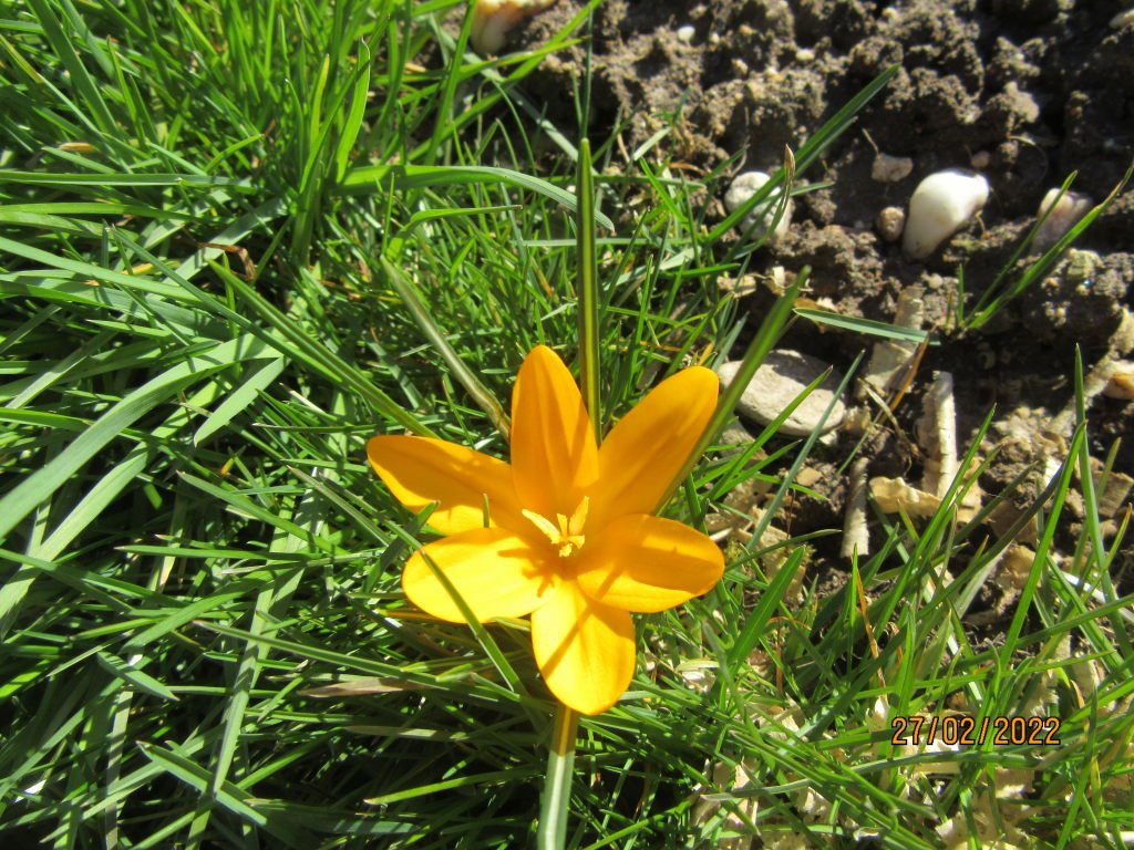 crocus fraisier.jpeg