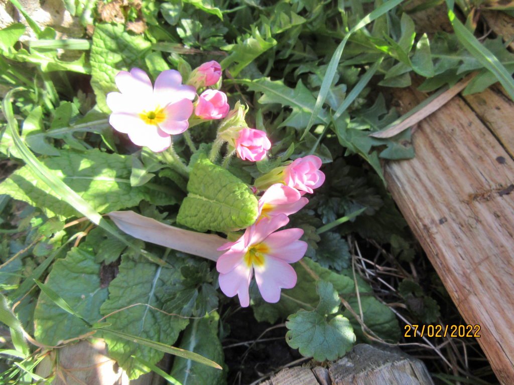 primrose.jpeg