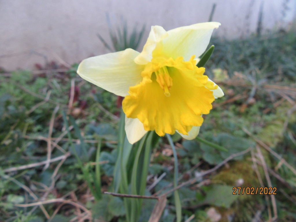 jonquil 27fev.jpeg