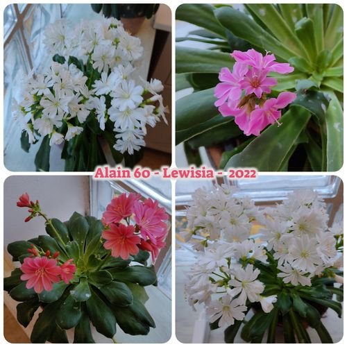 Lewisia 2022.jpg