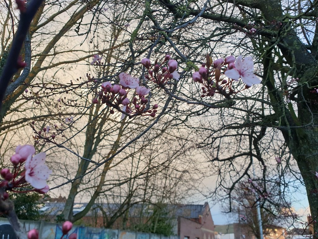 220225 prunier en fleur.jpg