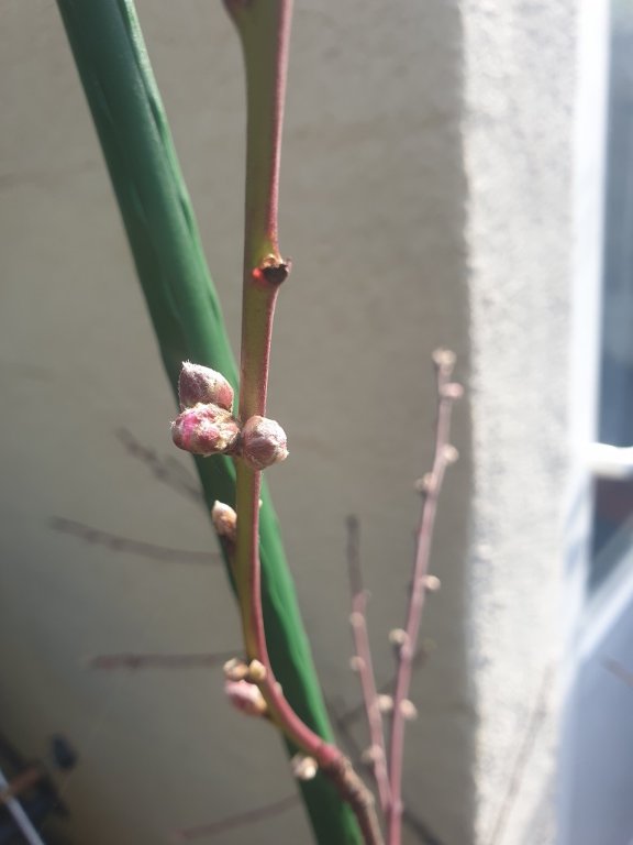 220303 brugnonier fleurit.jpg
