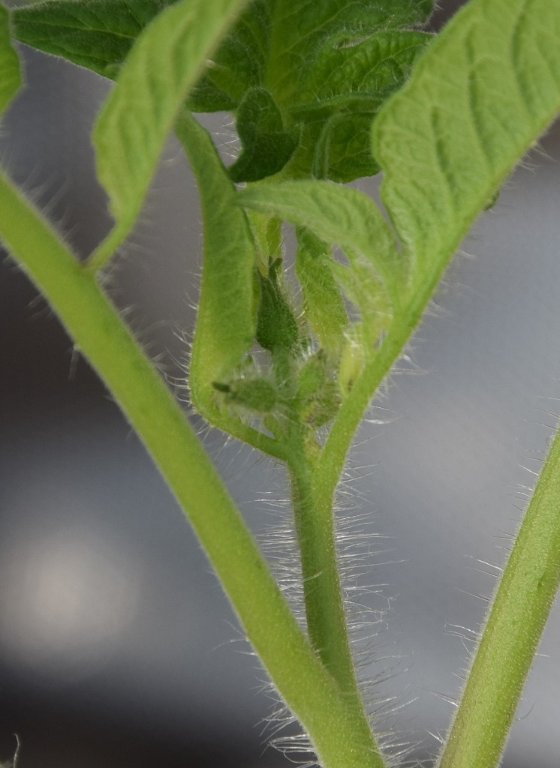 DSC_0612.JPG