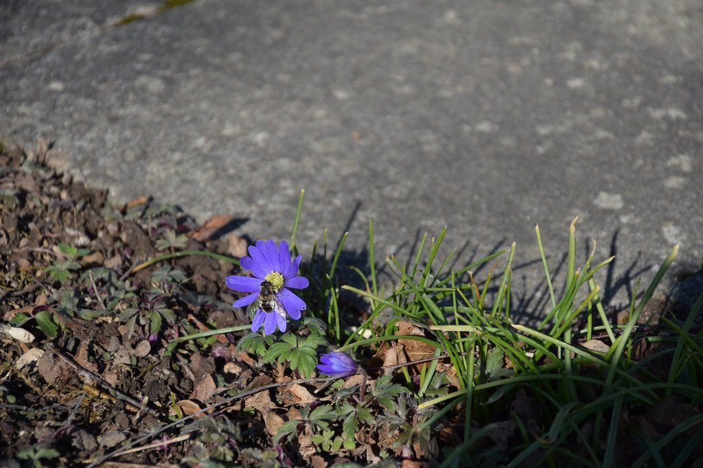 DSC_0541.JPG