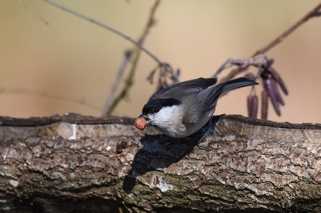DSC_0722.JPG