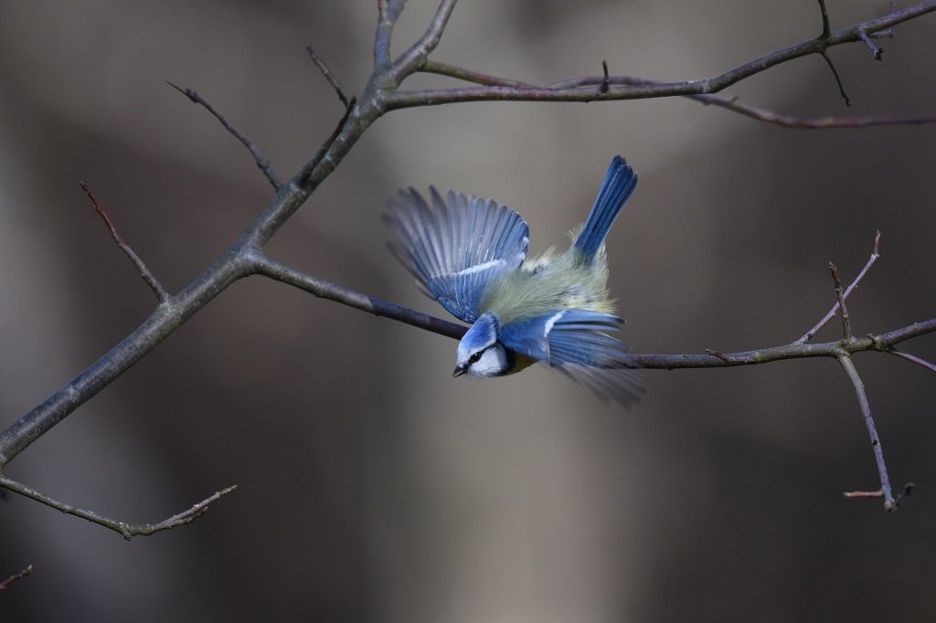 DSC_0538.JPG