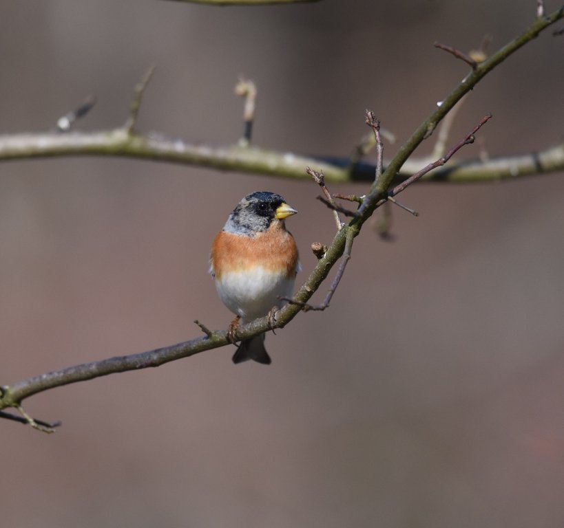 DSC_0882.JPG