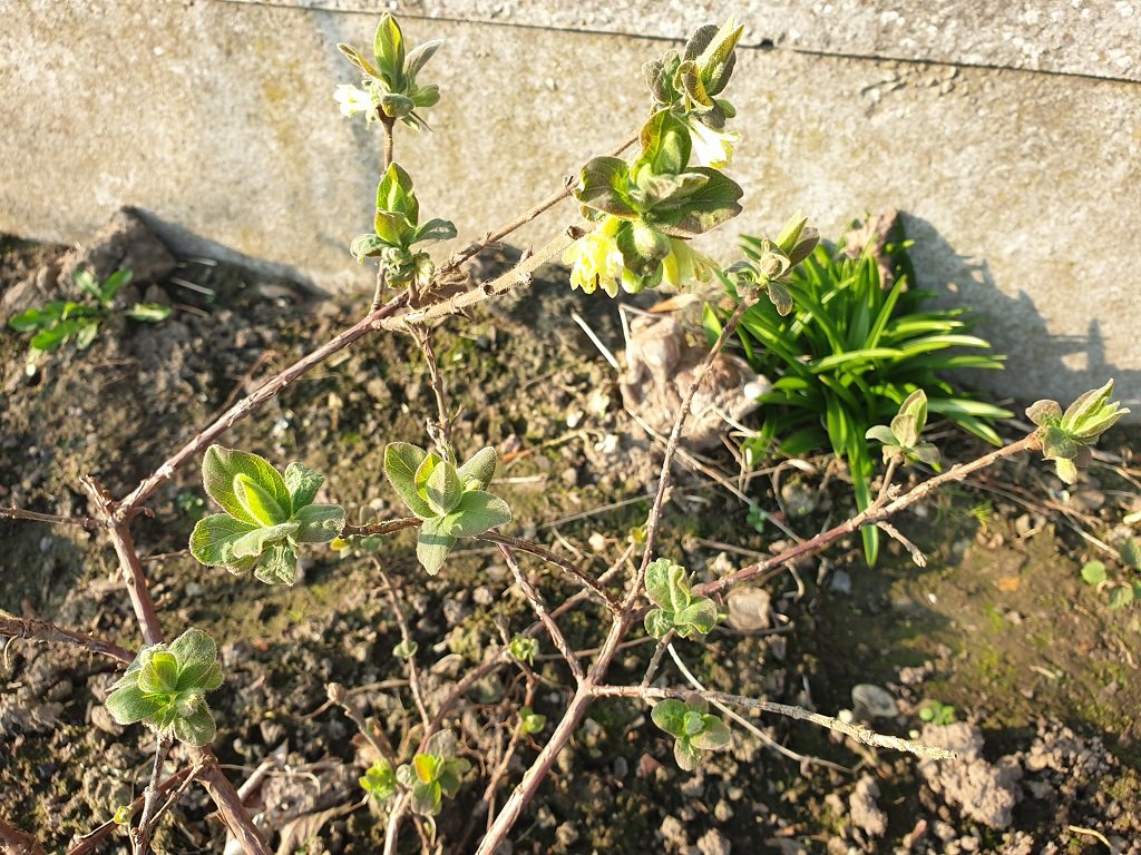 220304 camérisier en fleur_1.jpg