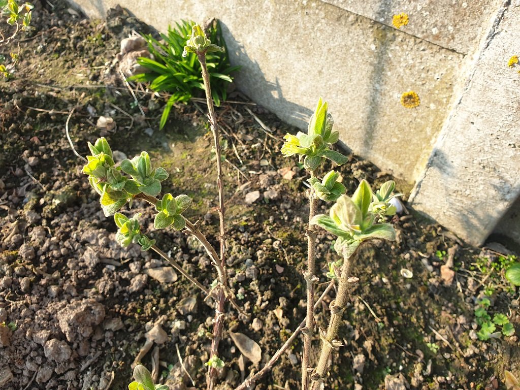 220304 camérisier en fleur_2.jpg
