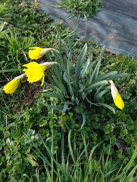 220304 jonquilles.jpg