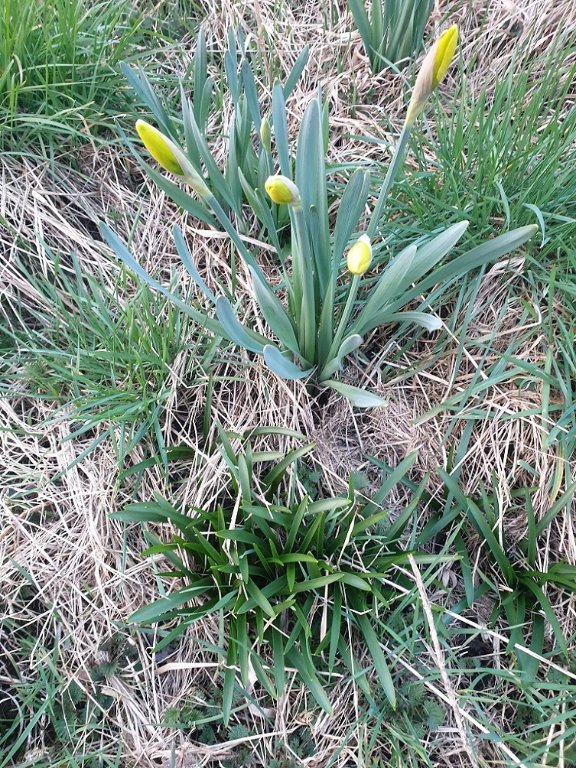 220305 jonquilles_2.jpg