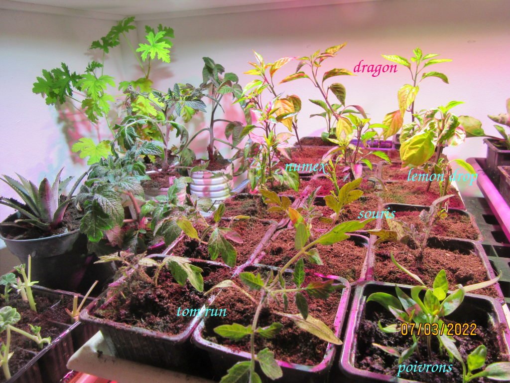 piments7mars.jpeg