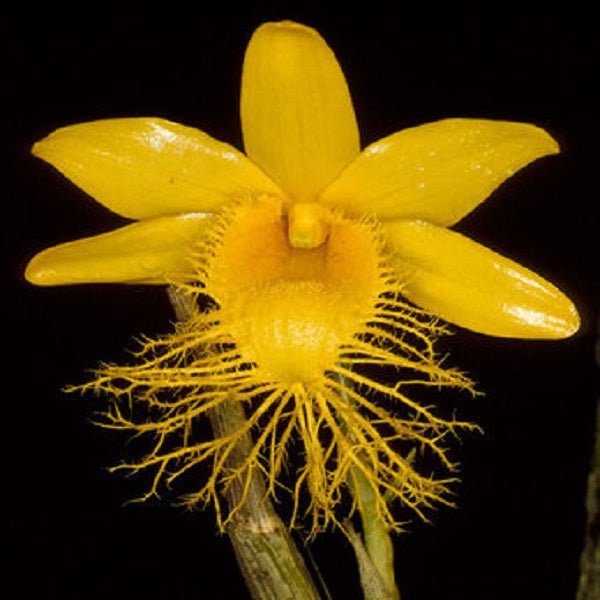 Dendrobiumbrymerianum_grande.jpg