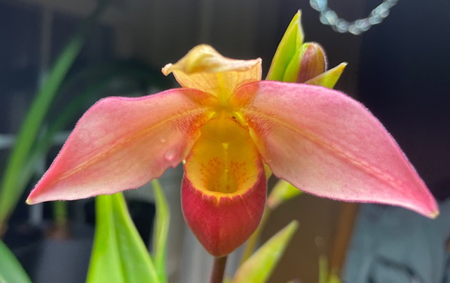 Phragmipedium x Sedenii