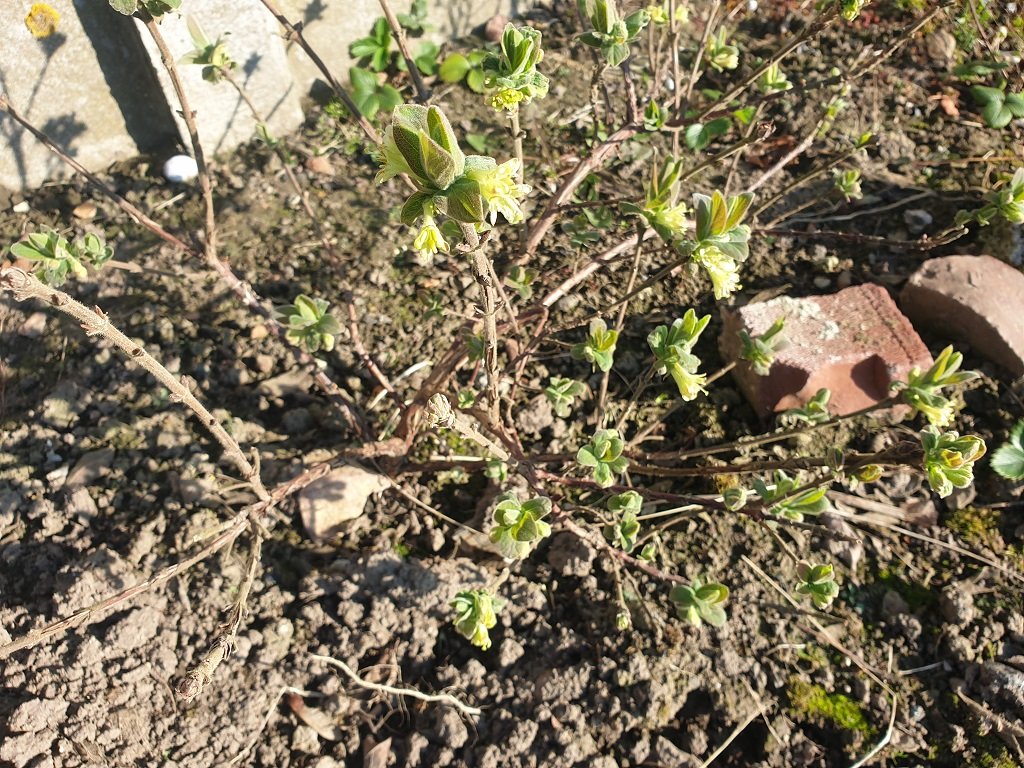 220308 camérisier en fleur.jpg