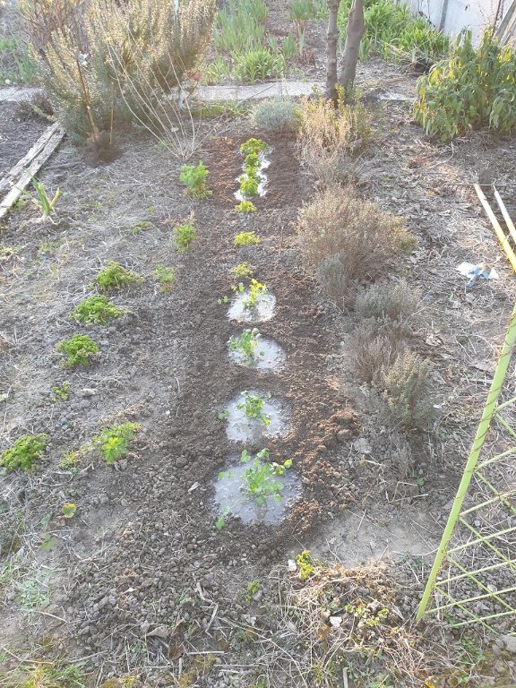 220309 repiquage d'aromatiques.jpg