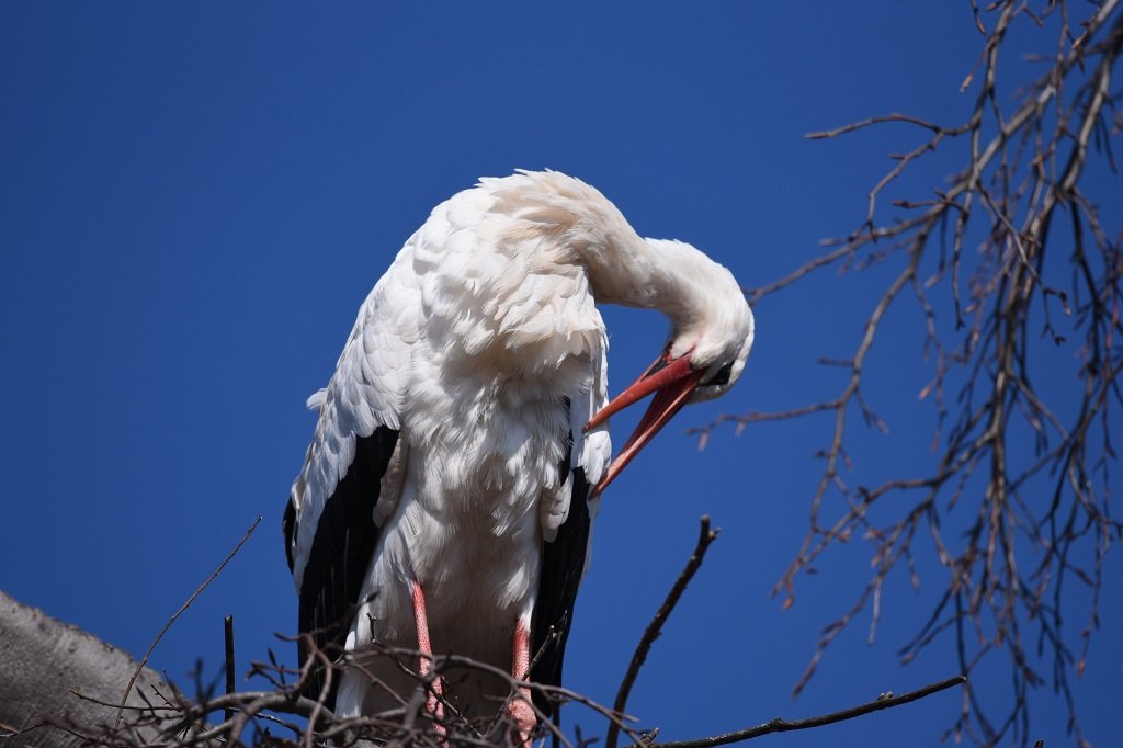 DSC_1241.JPG