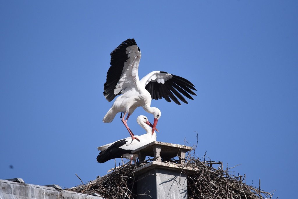 DSC_1363.JPG