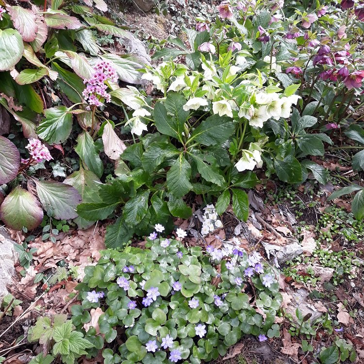hellebore hépatique et ....jpg