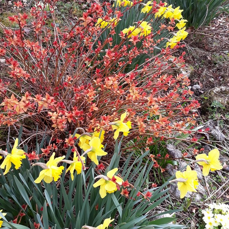 rouge et jaune.jpg