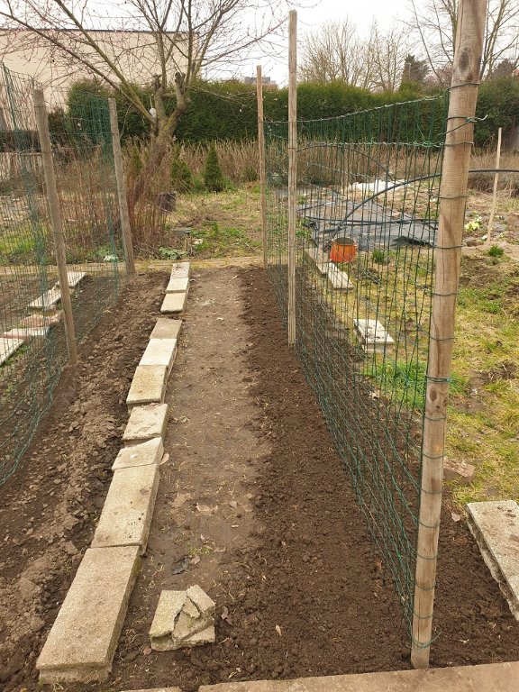 220316 piquets pour haricots ramants.jpg