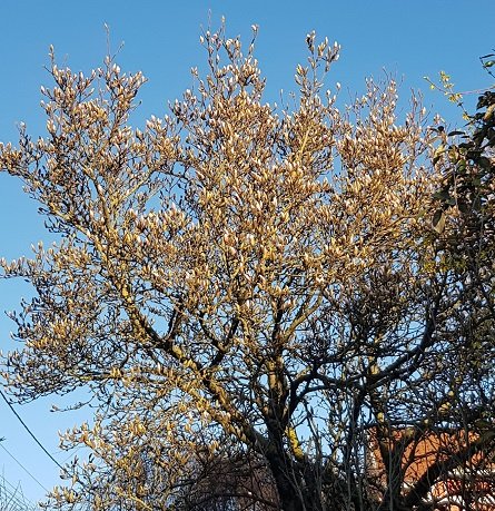 magnolia soul v20220318.jpg