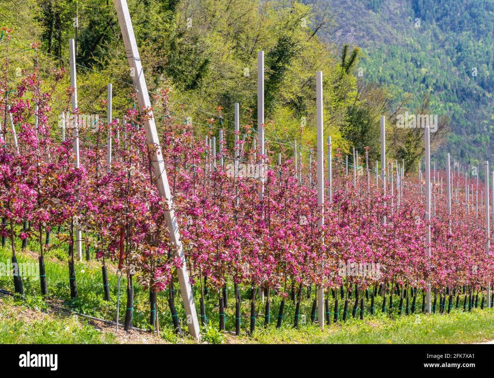 fleurir-la-branche-de-pommier-de-pomme-rouge-de-kissabel-au-printemps-leurs-arbres-produisent-une-belle-fleur-rose-profonde-orchard-dans-le-trentin-haut-adige-2fk7xa1.jpg