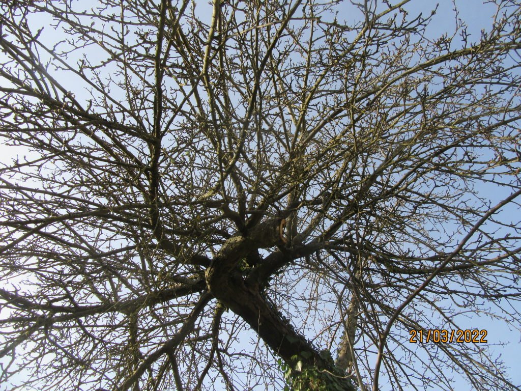 pommier21mars.jpeg