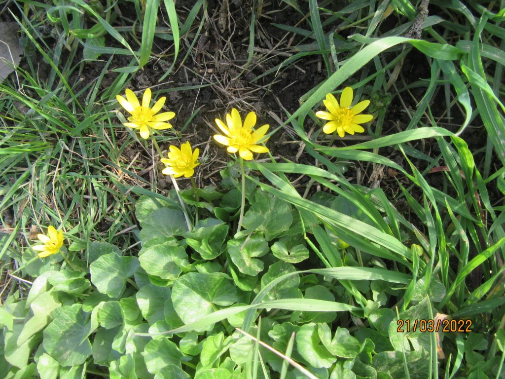 fleurjaunesouspommier.jpeg