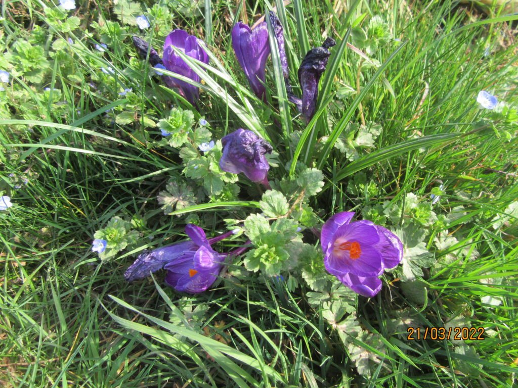 crocusmauve21mars.jpeg