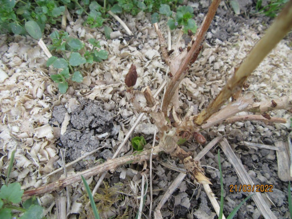 fleur21mars.jpeg