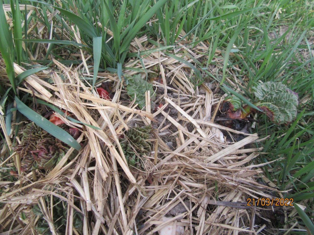 rhubarbe21mars.jpeg
