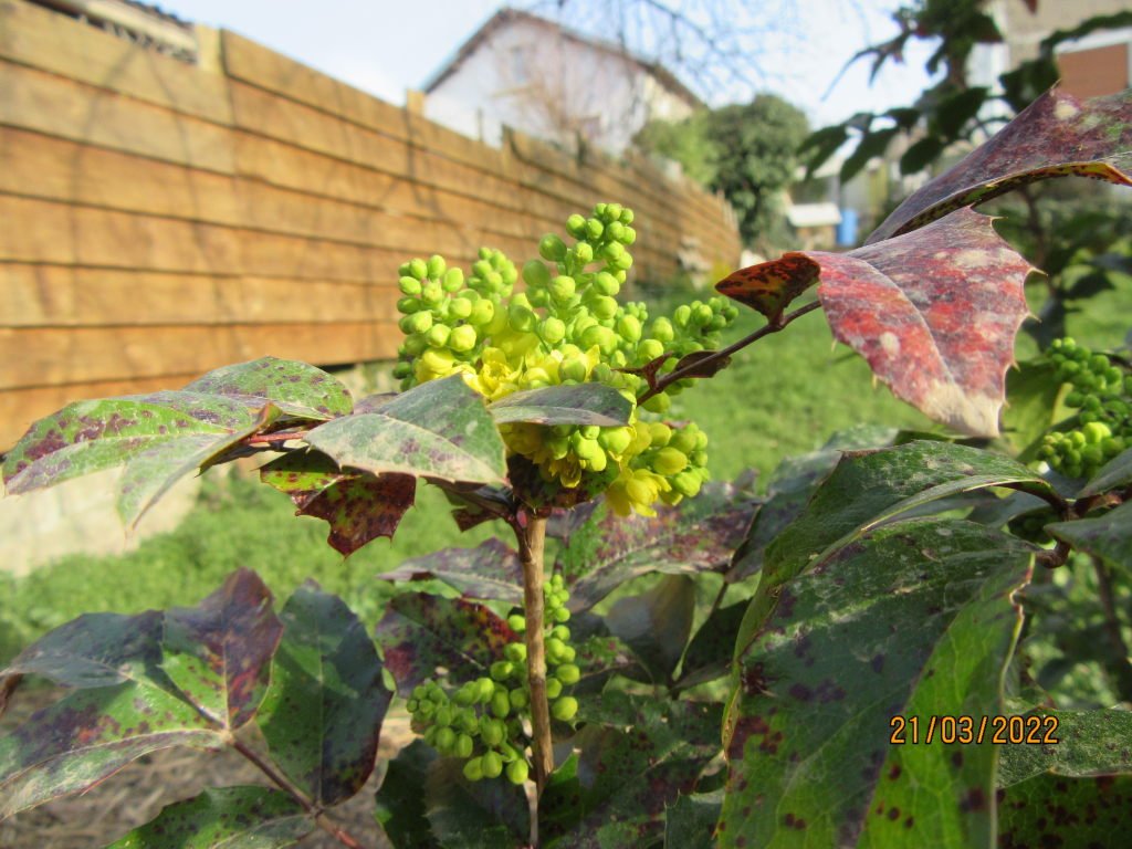 mahonia21mars.jpeg