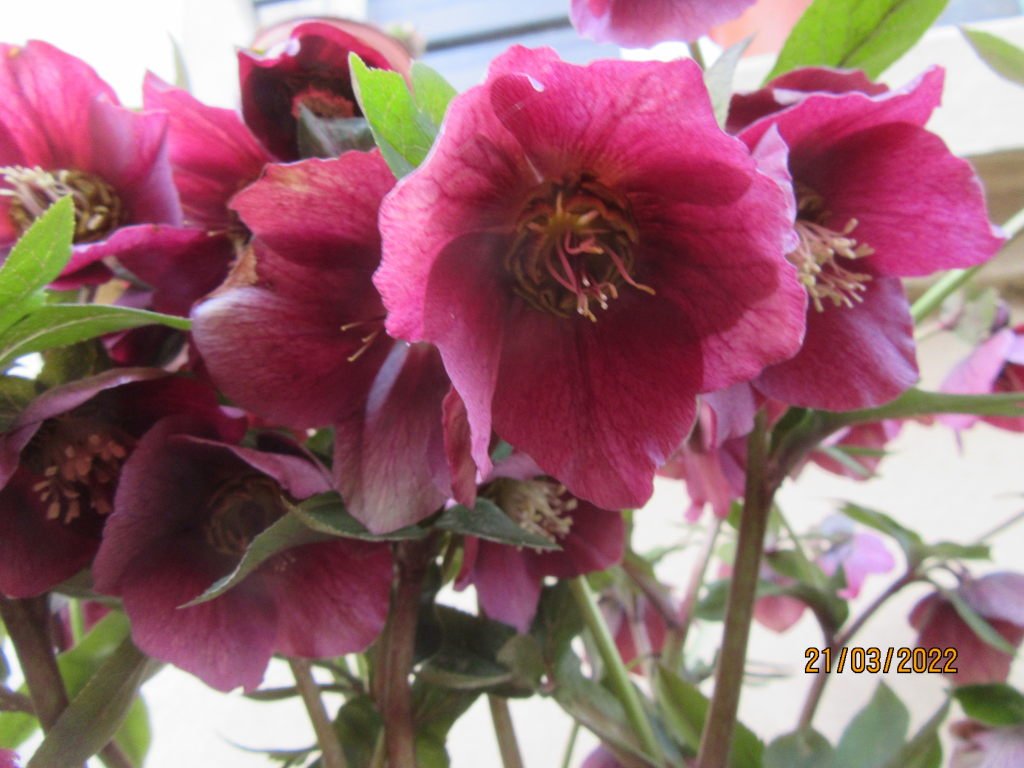 hellebore21mars.jpeg