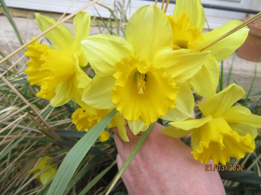 narcisses21mars.jpeg